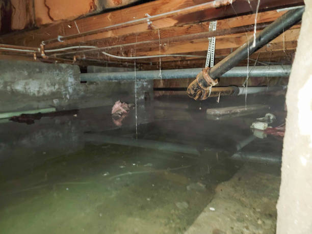 Best Flood damage cleanup  in Deerfield, IL